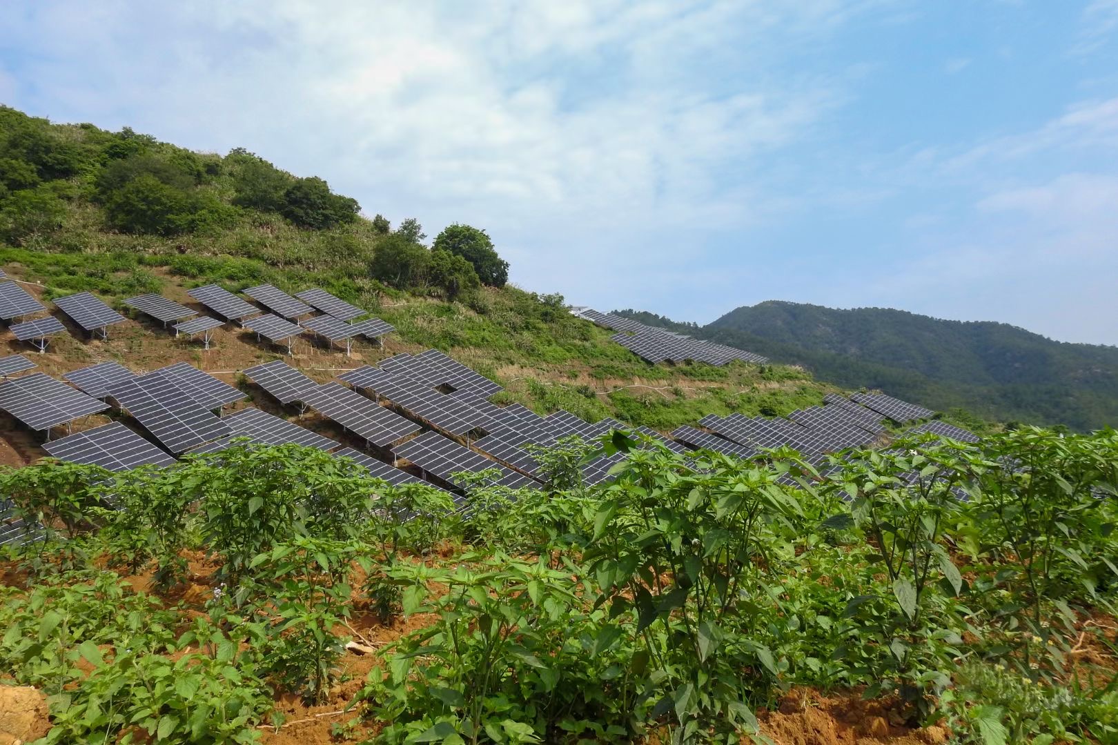 Aquavolataic farm at Qingdao